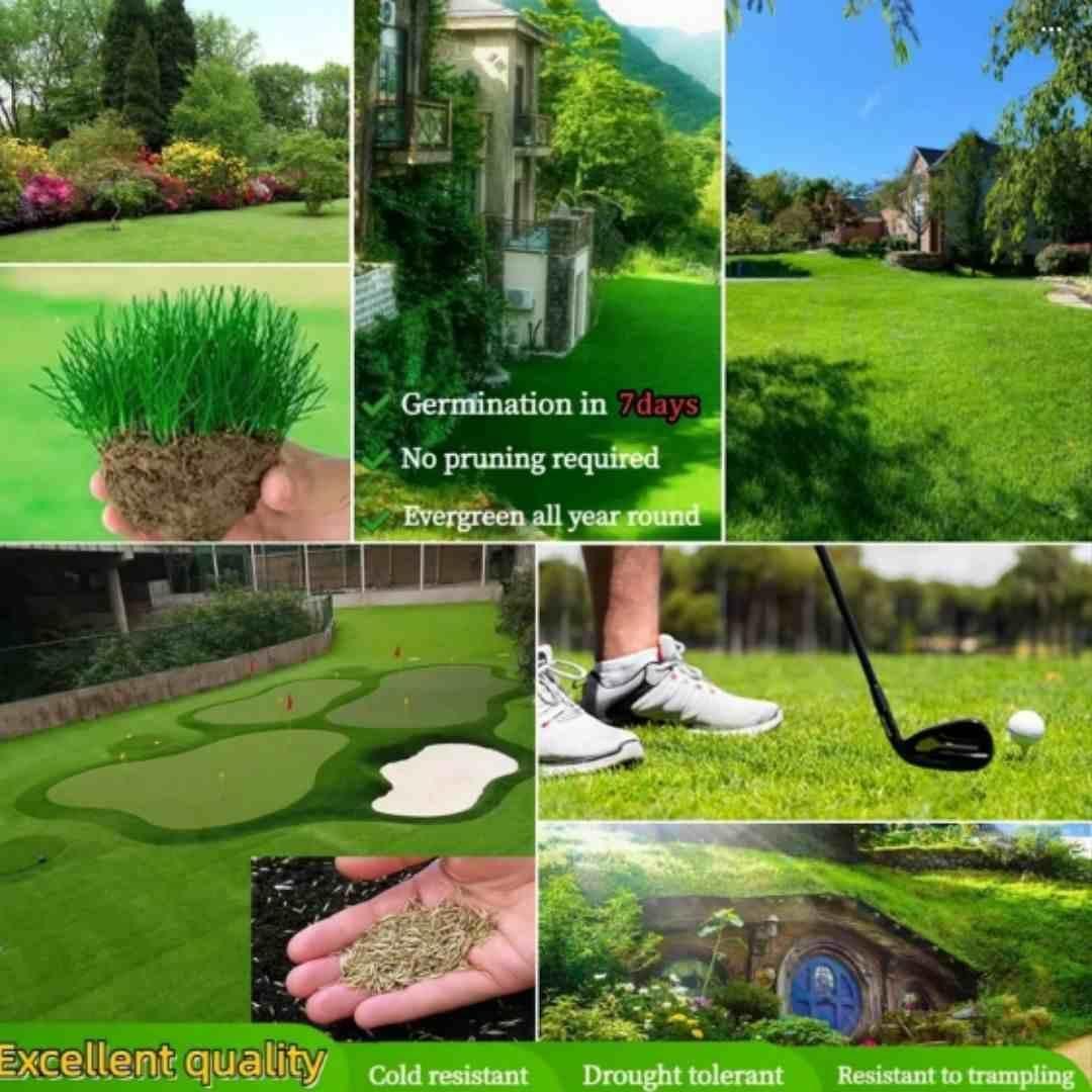 Grass Seeds Hybrid Best For Your Beautiful Home Gardening (Pack of 100 seeds) (Pack of 1)