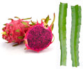Seeds Dragon Fruit Tree