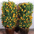 Seeds Orange Plant