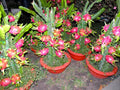 Seeds Dragon Fruit Plant (Hybrid Pack of 1)