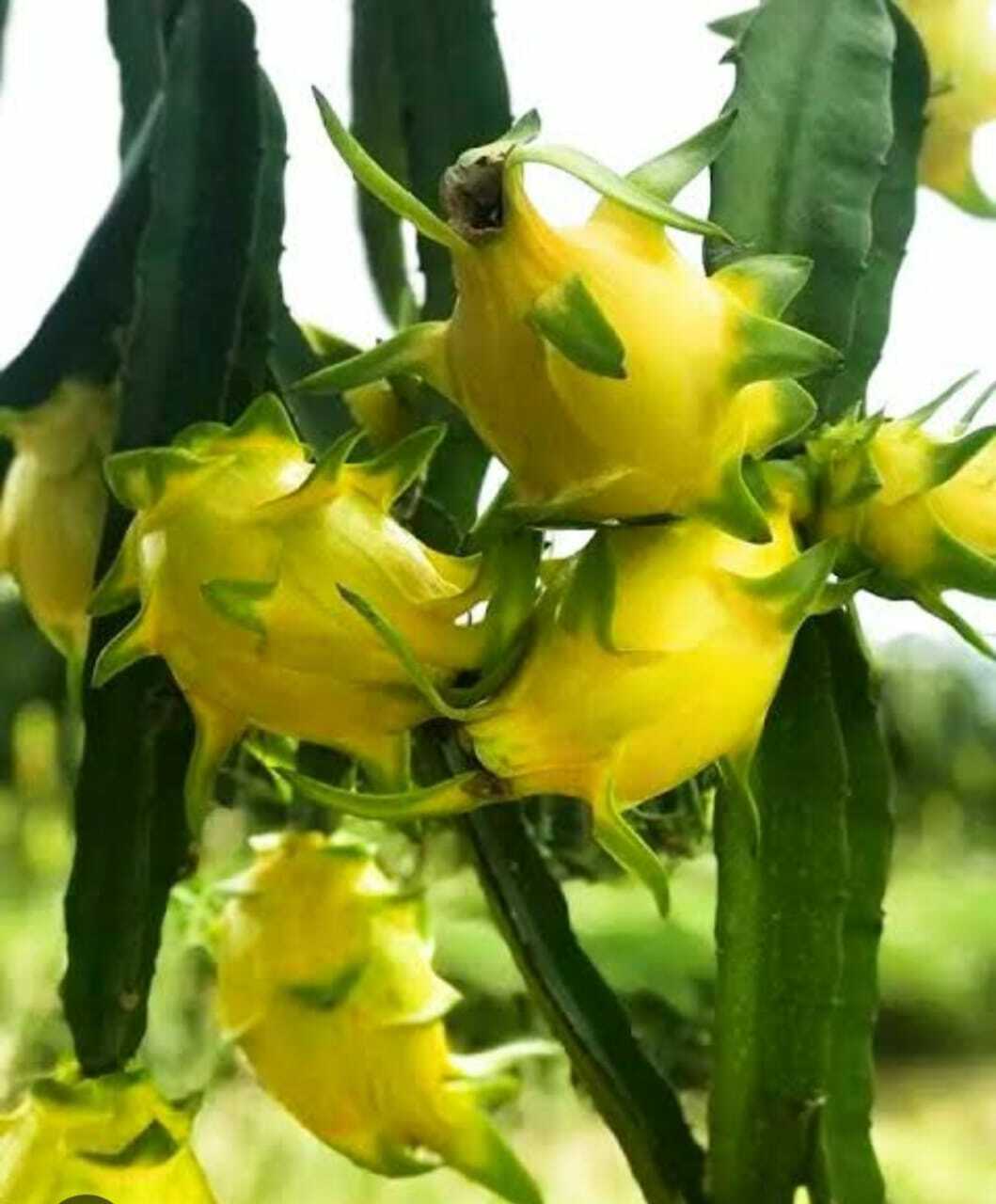 Seeds Yellow Dragon