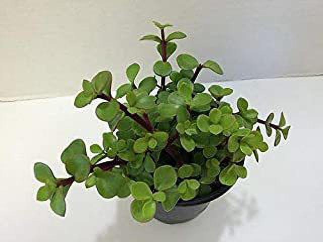 Seeds Greenway Nursery-Lucky Jade/Good Luck Feng Shui Live Plant
