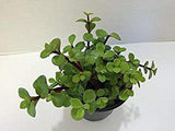 Seeds Greenway Nursery-Lucky Jade/Good Luck Feng Shui Live Plant