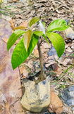 Seeds Gardens Exotic Alphonso Mango Plant (Ratnagiri) Grafted 1 Healthy Live Plant