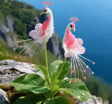 Vibrant Peacock Flower Seeds Pack of 2